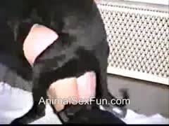 Classic beastiality video featuring a coed in lingerie spreading her legs for sex with a dog